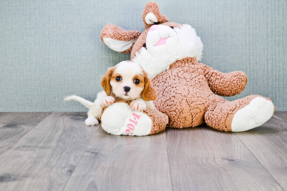 Sweet Cavalier King Charles Spaniel Purebred Puppy