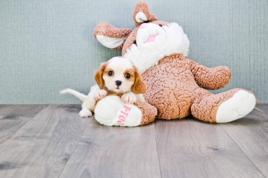 Sweet Cavalier King Charles Spaniel Purebred Puppy