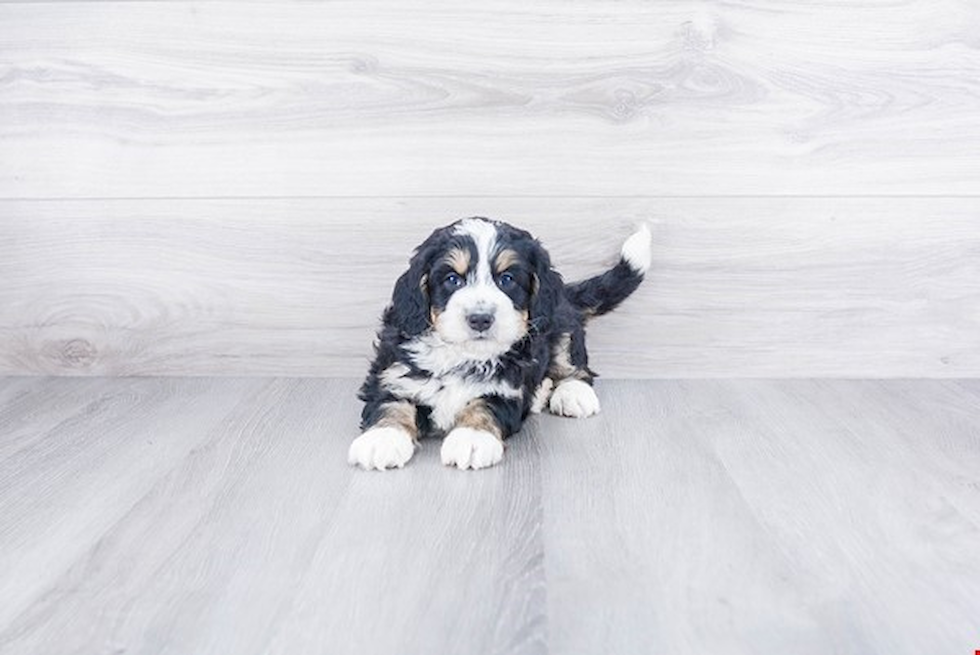 Happy Mini Bernedoodle Baby