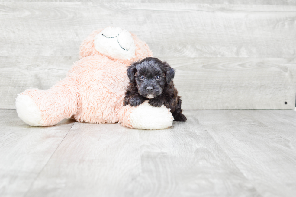 Yorkie Poo Puppy for Adoption