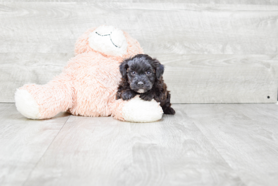 Yorkie Poo Puppy for Adoption