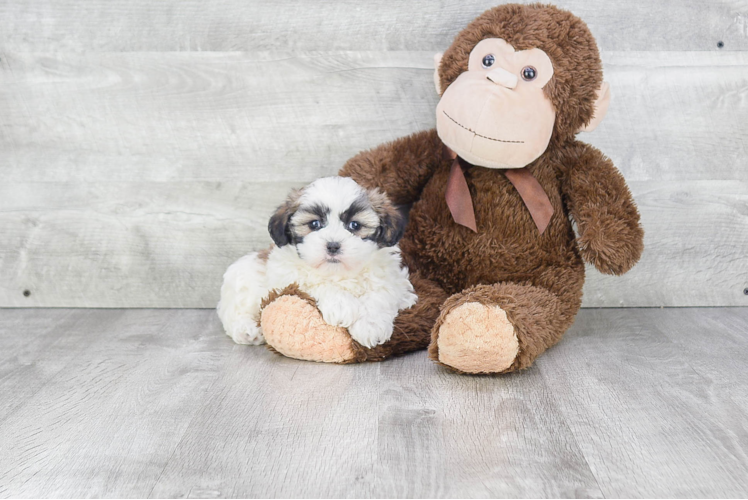 Teddy Bear Puppy for Adoption