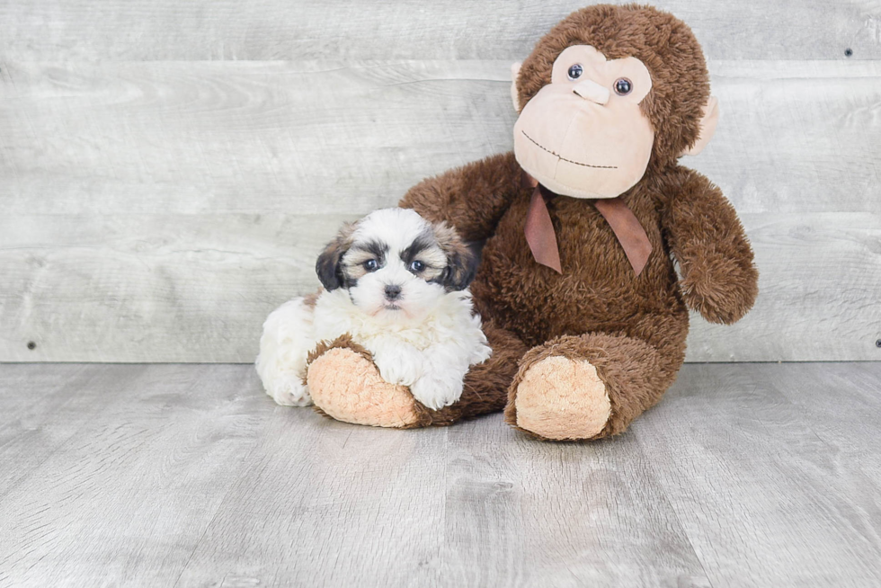 Teddy Bear Puppy for Adoption