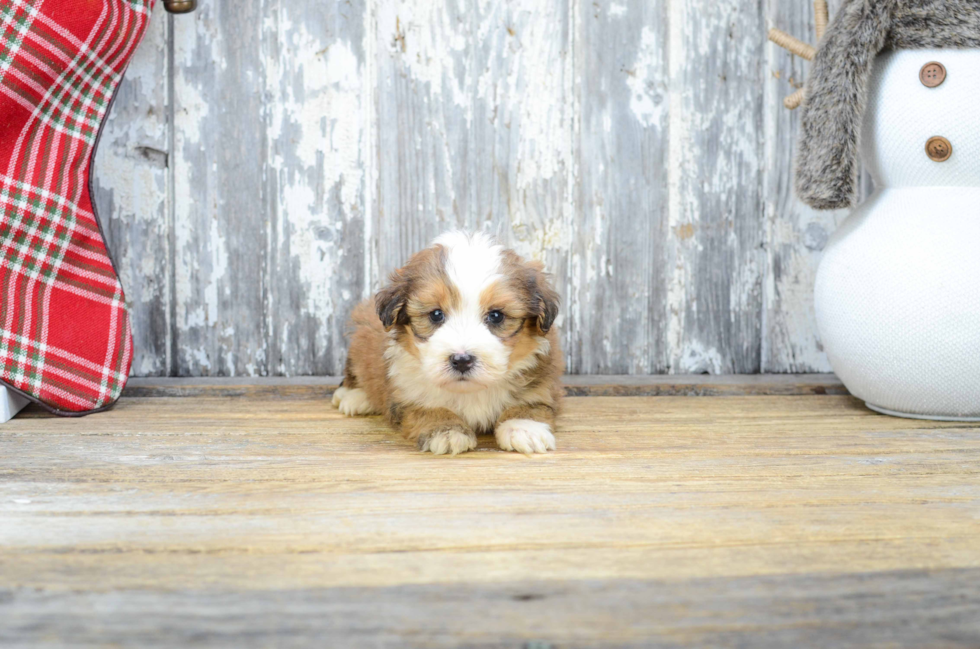 Hypoallergenic Mini Berniedoodle Poodle Mix Puppy