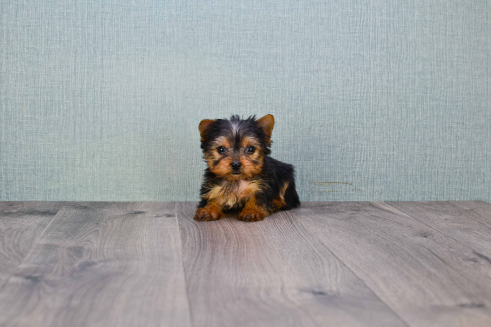 Meet Giselle - our Yorkshire Terrier Puppy Photo 