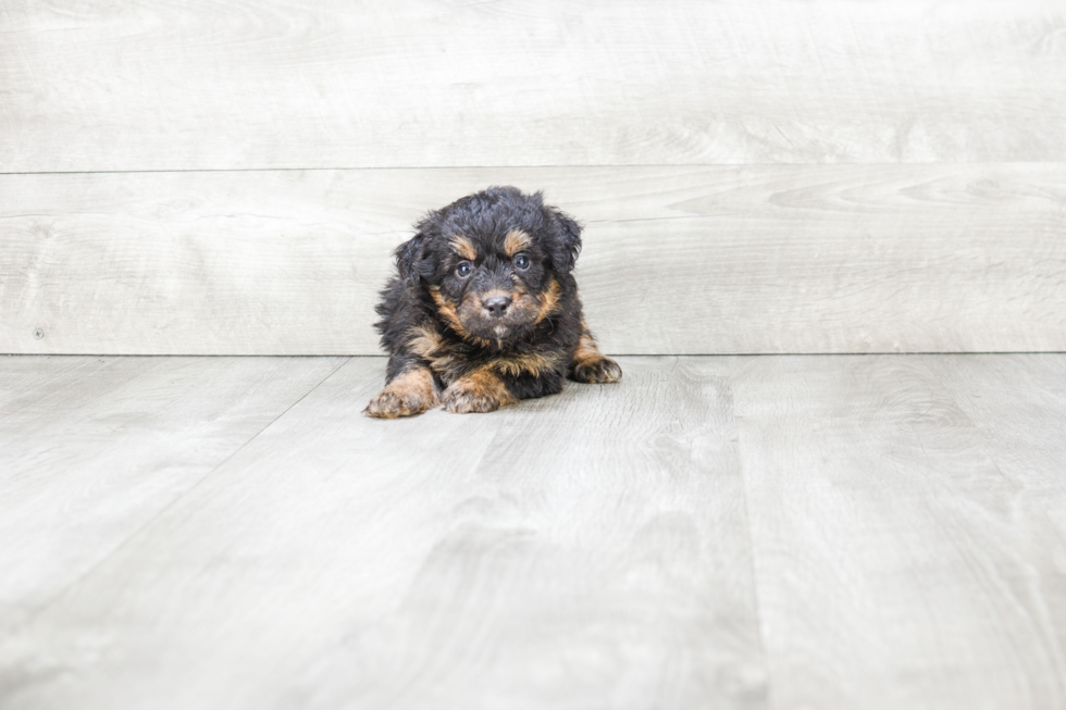 Best Mini Bernedoodle Baby