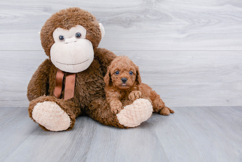 Cavapoo Pup Being Cute