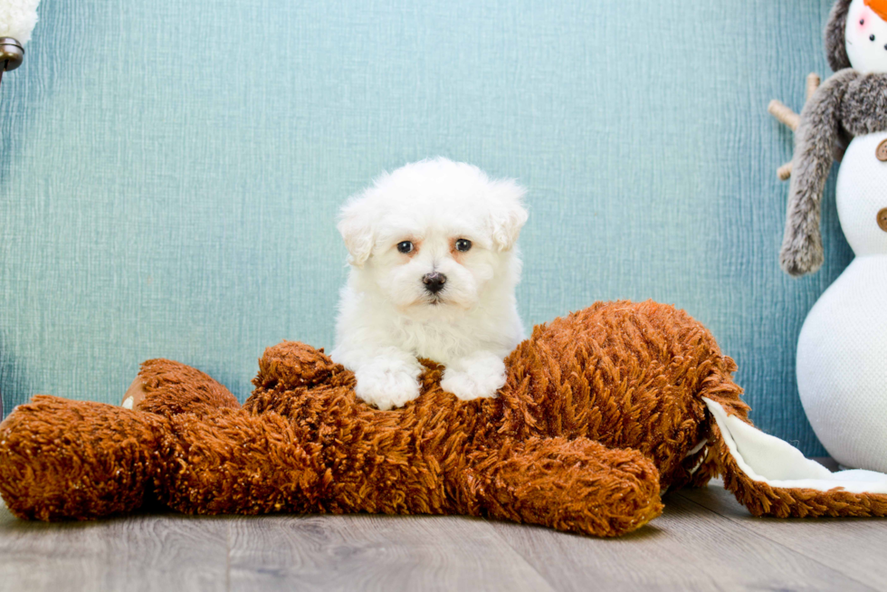 Bichon Frise Puppy for Adoption