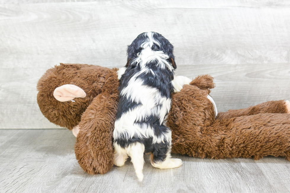 Best Cavalier King Charles Spaniel Baby