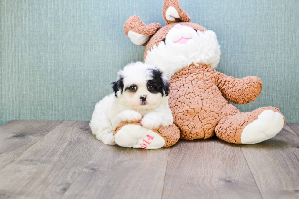 Teddy Bear Pup Being Cute