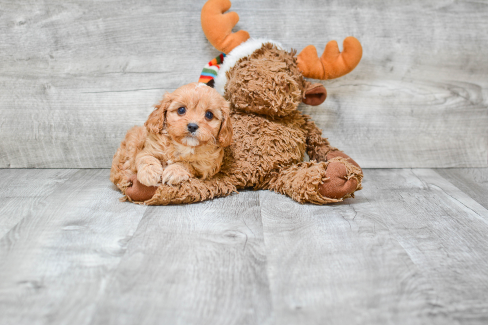 Small Cavapoo Baby