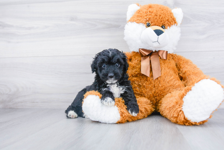 Mini Aussiedoodle Pup Being Cute