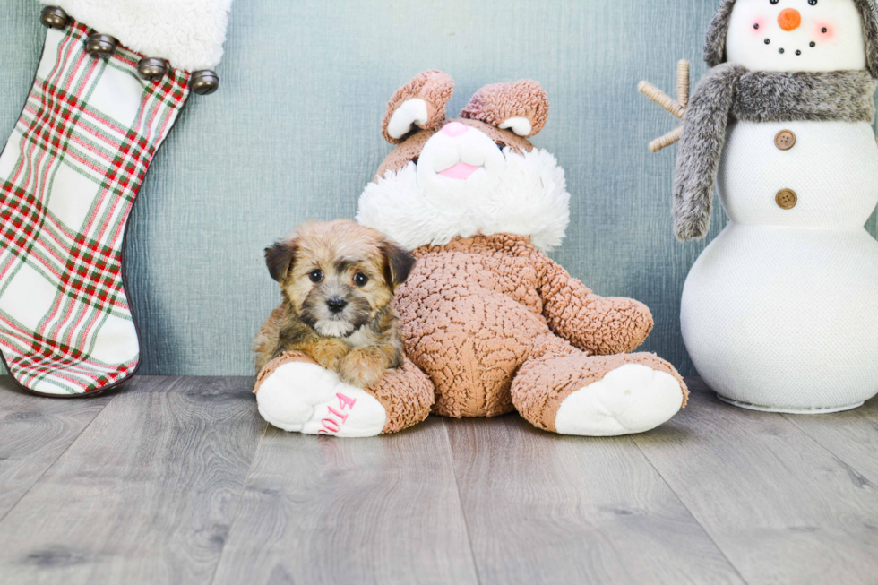 Morkie Pup Being Cute