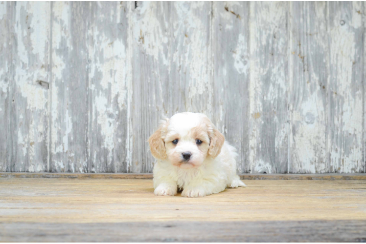 Fluffy Cavachon Designer Pup