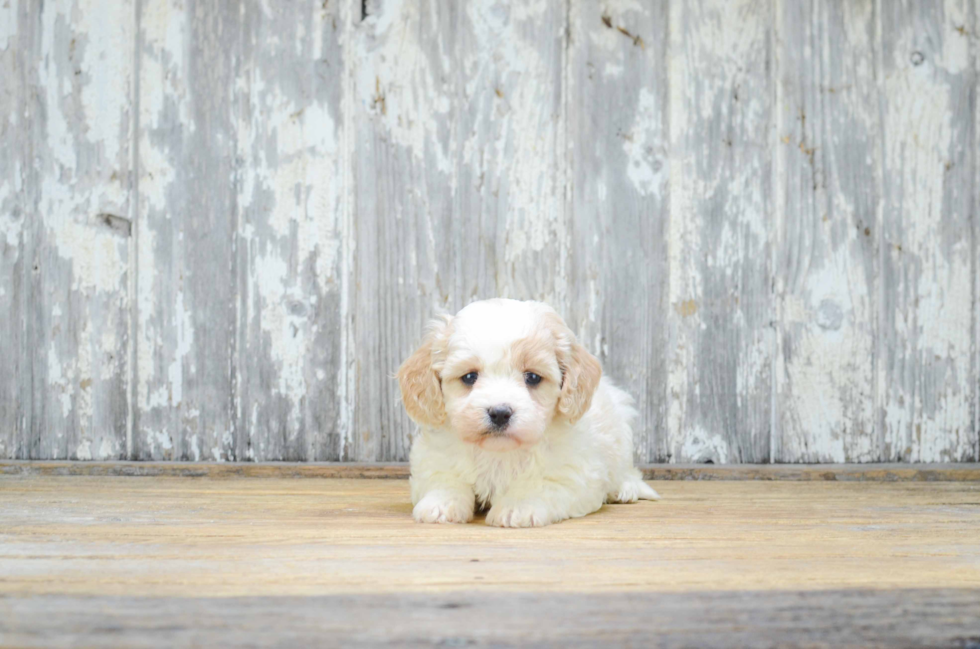 Fluffy Cavachon Designer Pup