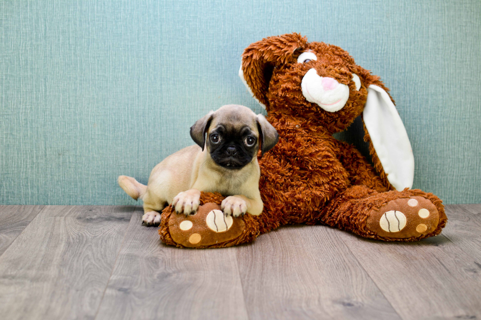 Pug Pup Being Cute