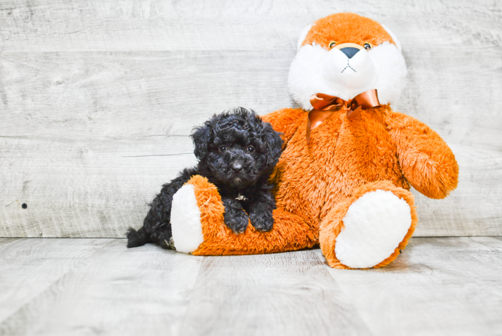 Labradoodle Pup Being Cute