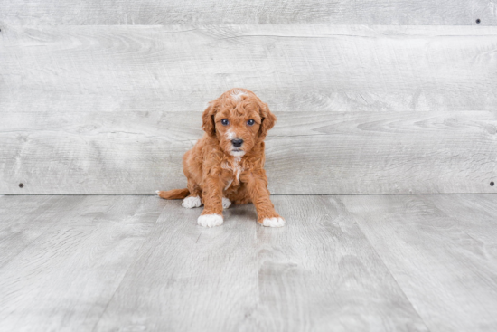 Smart Mini Goldendoodle Poodle Mix Pup