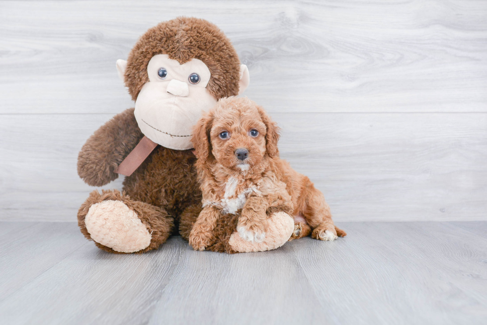 Cute Mini Goldendoodle Baby