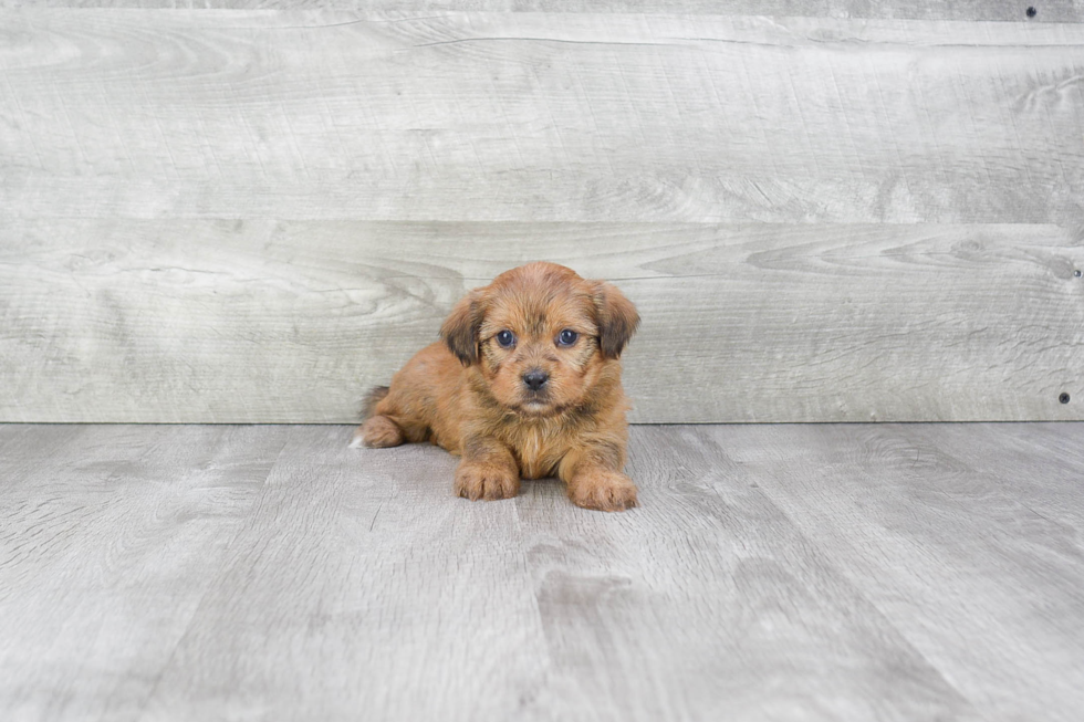 Playful Shorkie Designer Puppy