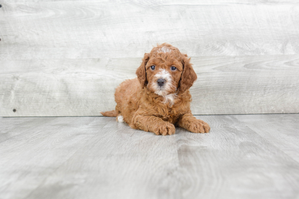 Mini Goldendoodle Puppy for Adoption