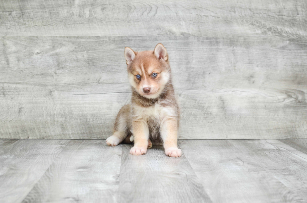 Pomsky Puppy for Adoption