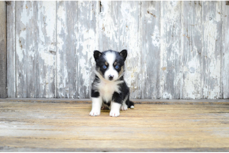 Pomsky Puppy for Adoption