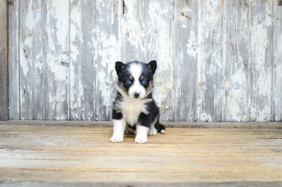 Pomsky Puppy for Adoption