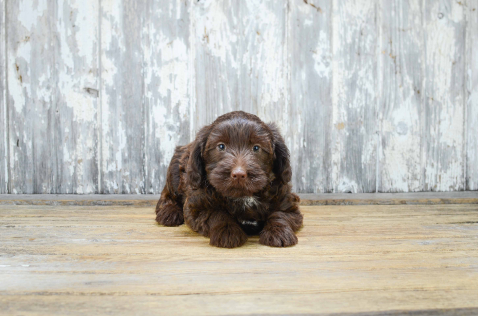 Smart Mini Labradoodle Poodle Mix Pup