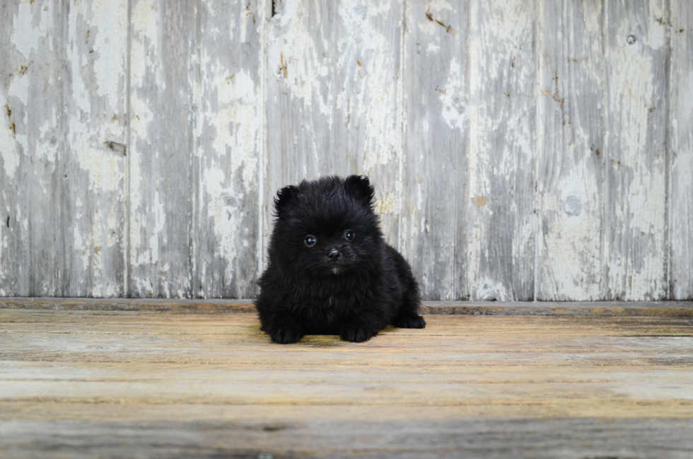 Popular Pomeranian Purebred Pup