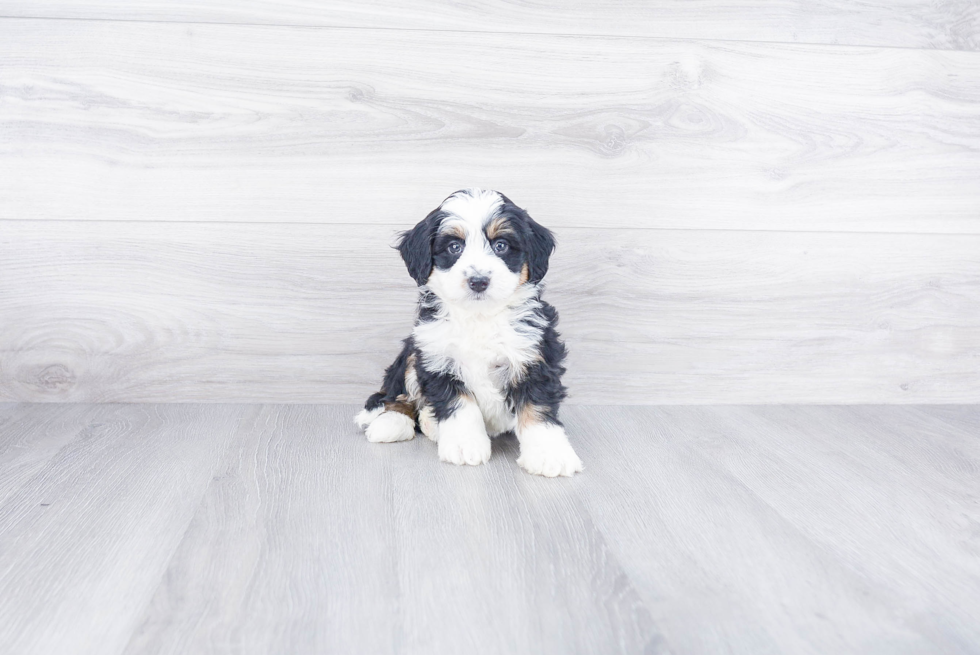 Happy Mini Bernedoodle Baby