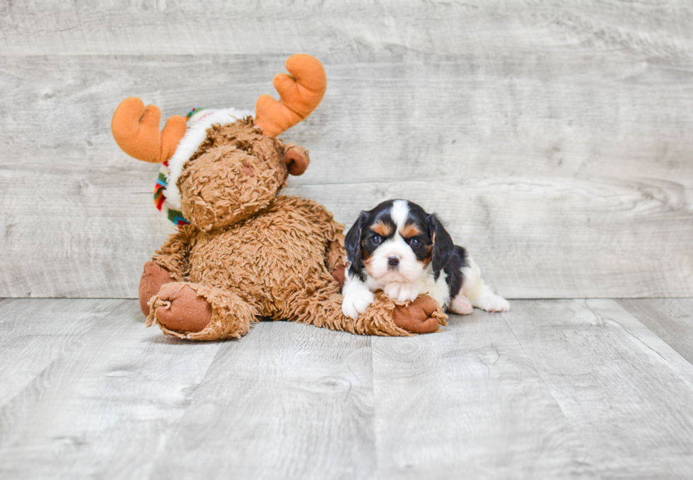 Smart Cavachon Designer Pup