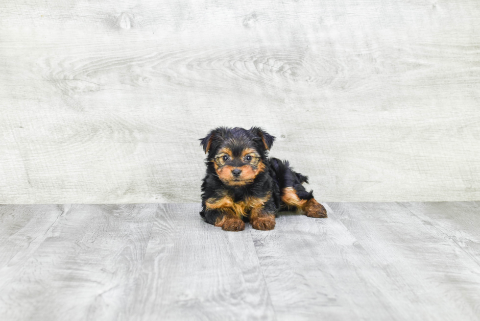 Meet Timmy - our Yorkshire Terrier Puppy Photo 