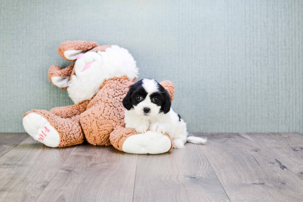 Cavachon Pup Being Cute