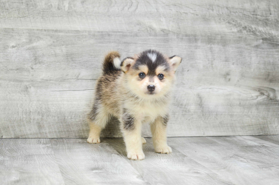 Friendly Pomsky Baby