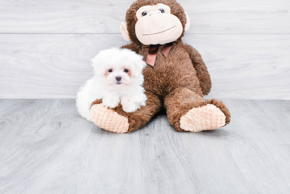 Cute Maltese Purebred Puppy