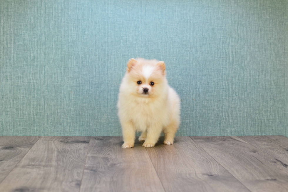 Pomeranian Pup Being Cute