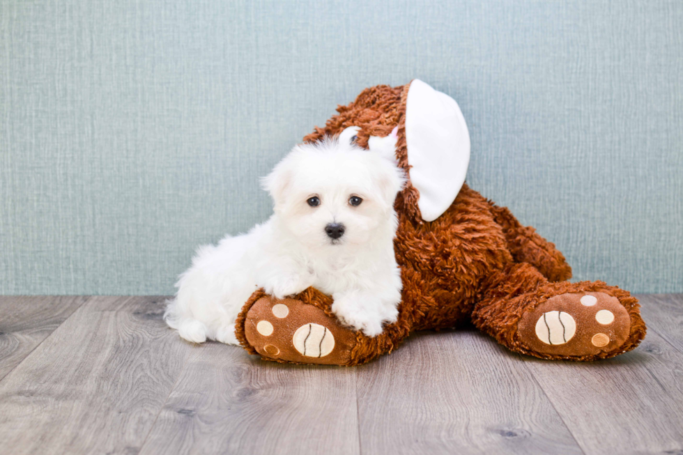 Cute Maltese Purebred Puppy