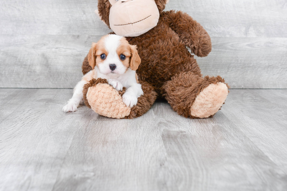 Adorable Cavalier King Charles Spaniel Purebred Puppy