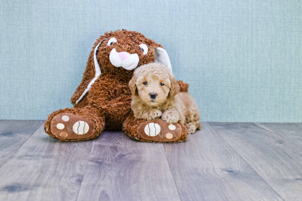 Cute Mini Goldendoodle Baby