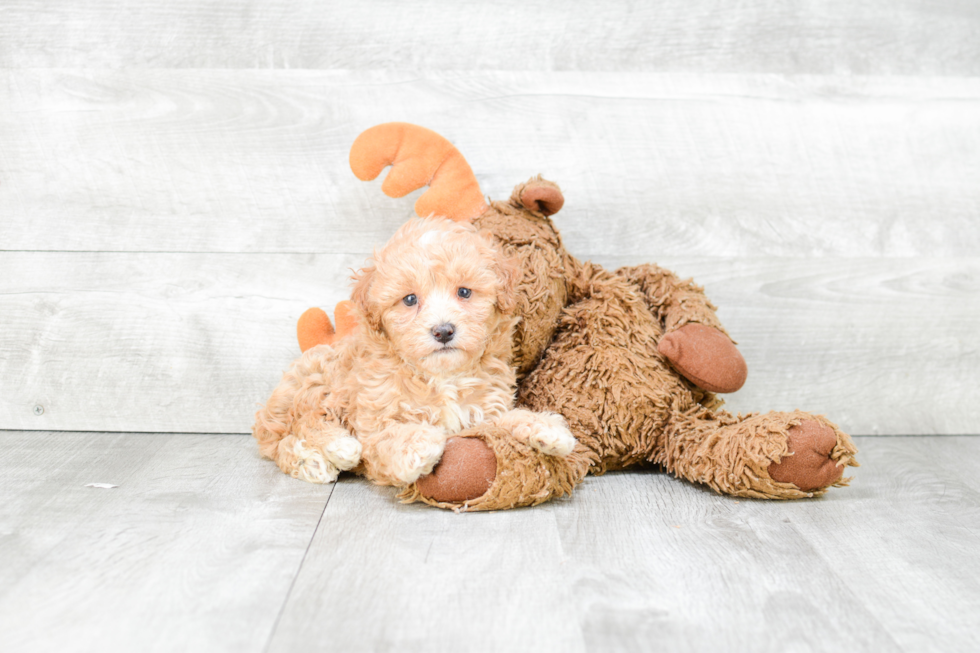 Best Maltipoo Baby