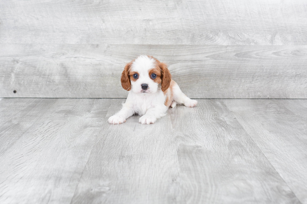 Cavalier King Charles Spaniel Pup Being Cute