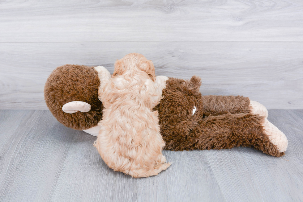 Cavachon Puppy for Adoption