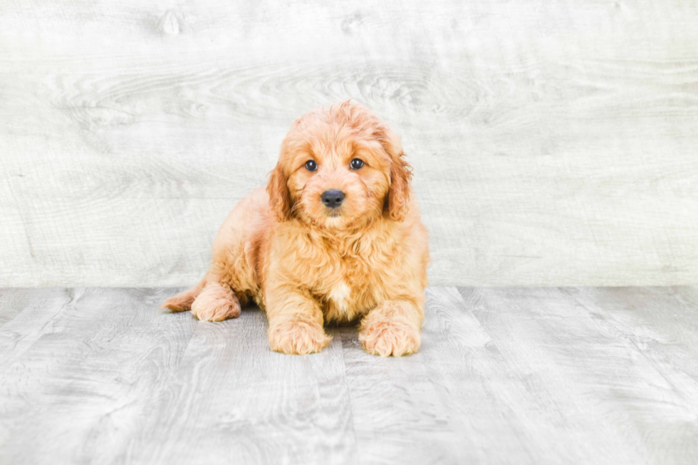 Smart Mini Goldendoodle Poodle Mix Pup