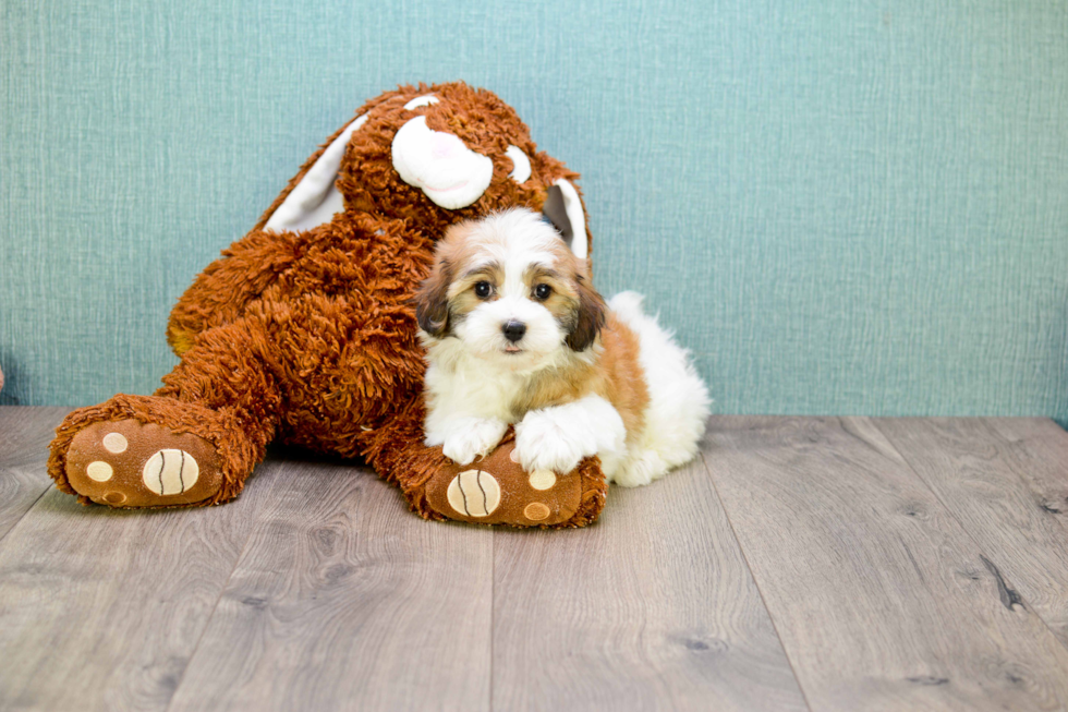 Havanese Puppy for Adoption