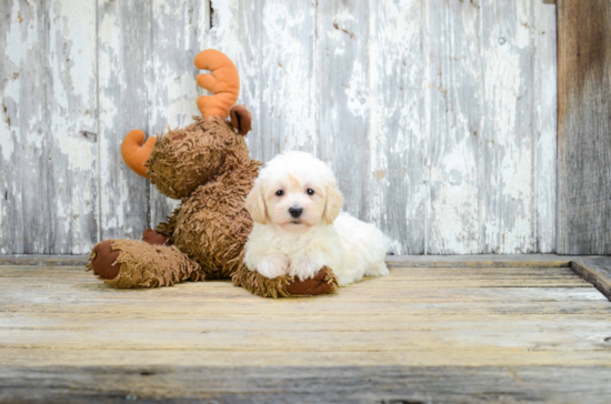 Maltipoo Pup Being Cute