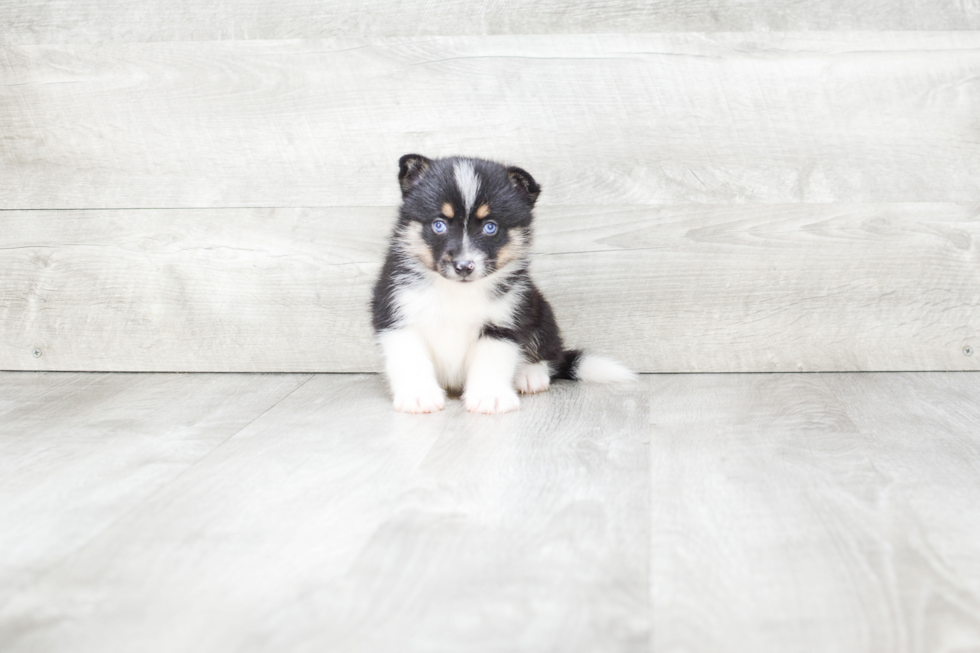 Pomsky Puppy for Adoption