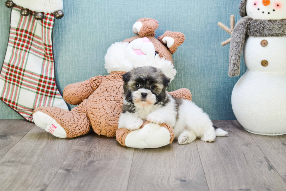 Best Havanese Baby