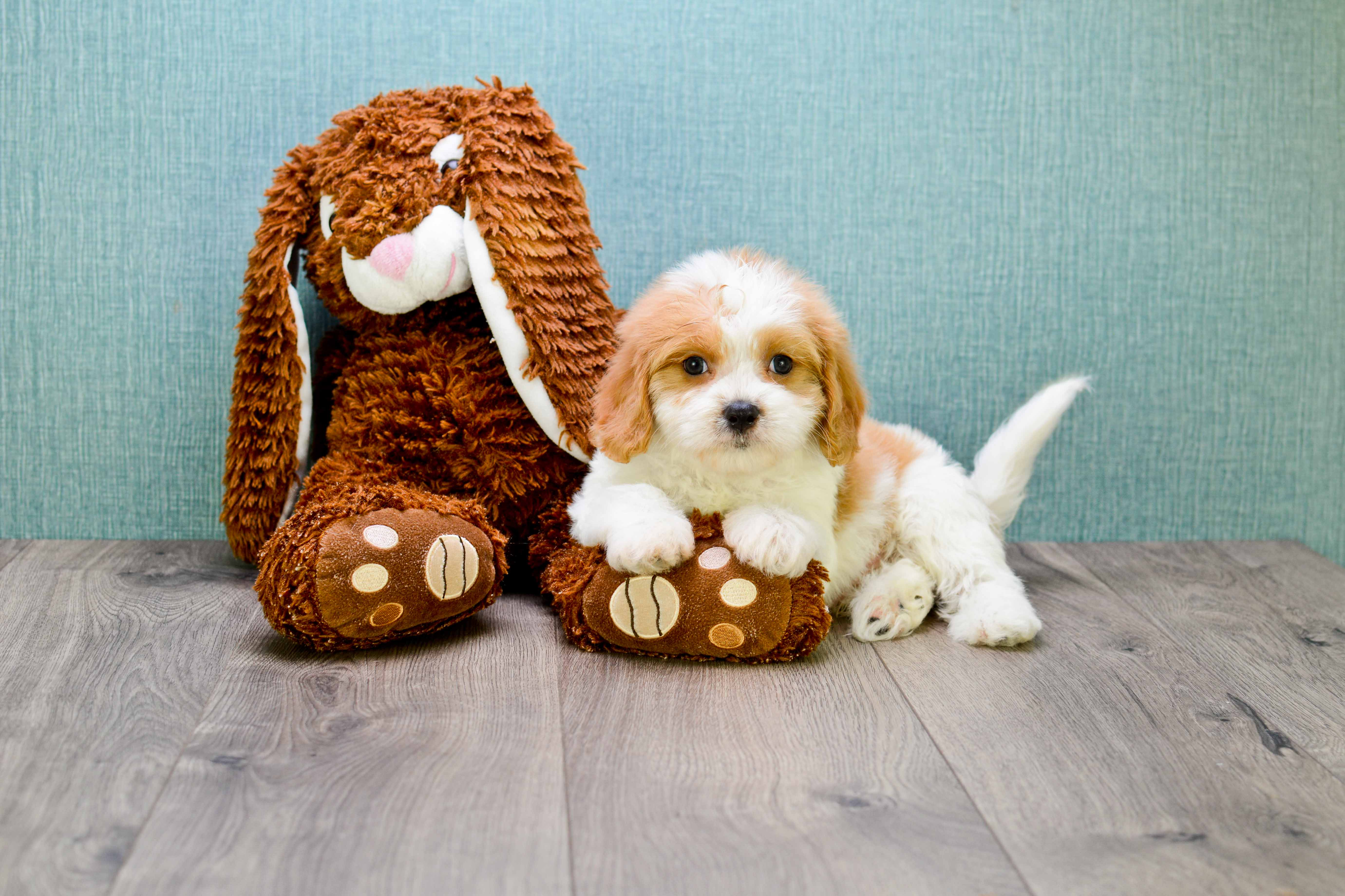 Cavachon Puppy for Adoption