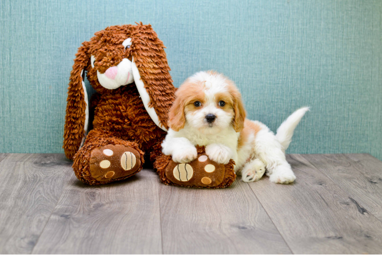 Cavachon Puppy for Adoption